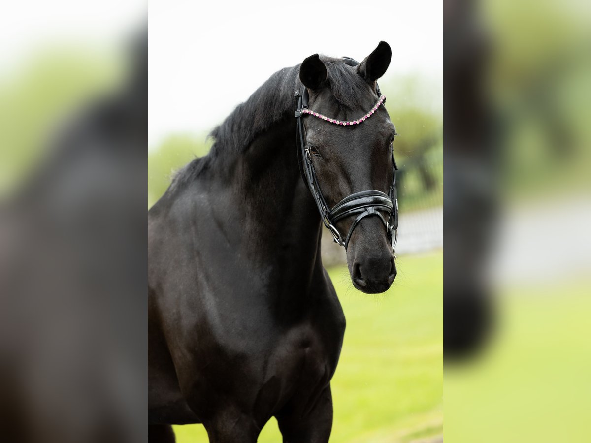 KWPN Mare 8 years 16,1 hh Black in Lithoijen