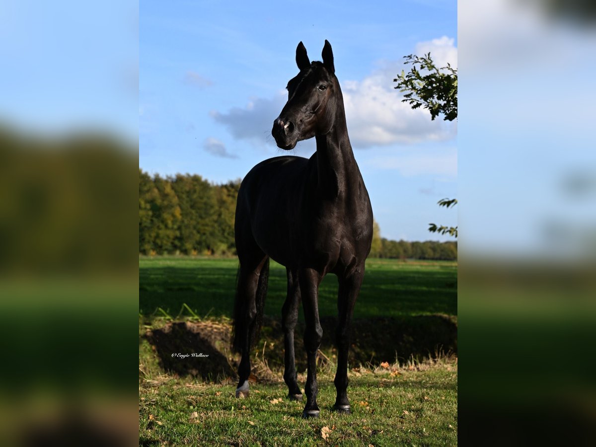 KWPN Mix Mare 8 years 16,1 hh Black in Strassen