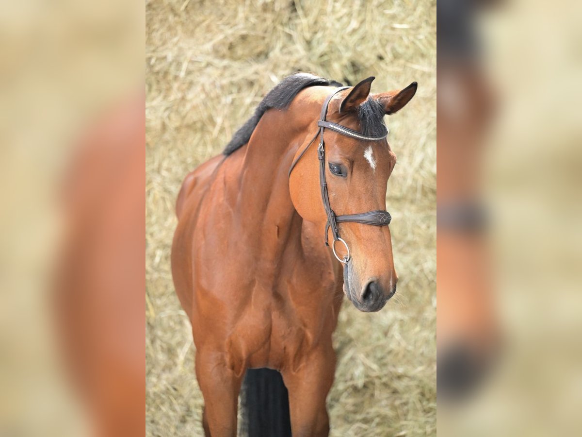 KWPN Mare 8 years 16,2 hh Bay in Bladel