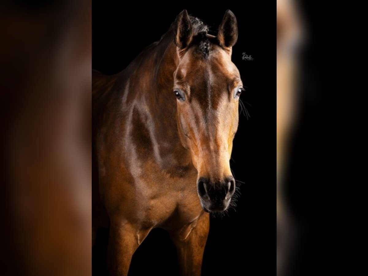 KWPN Mare 8 years 16,2 hh Brown in Zevenbergen