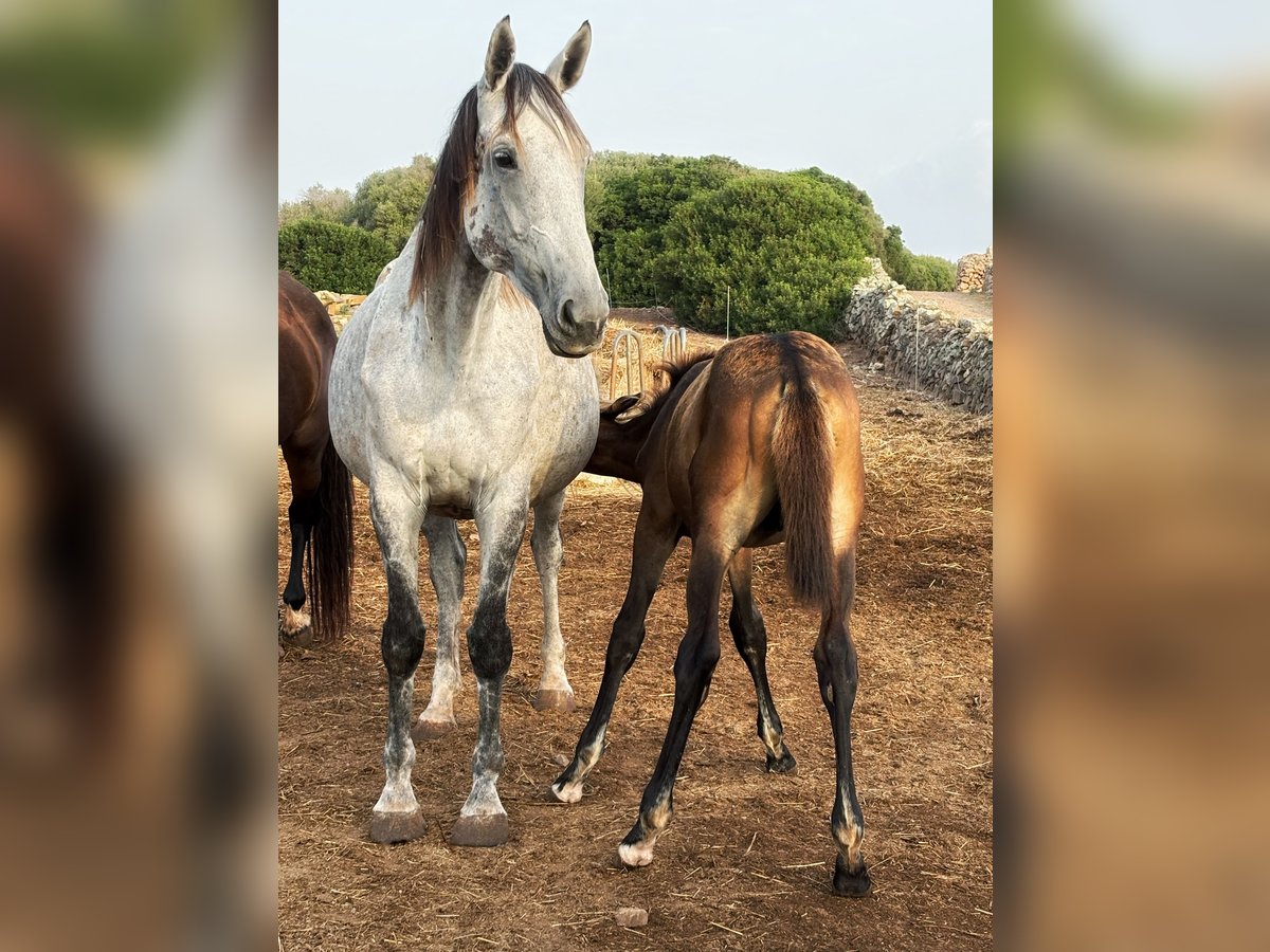 KWPN Mare 8 years 16,2 hh Grey in MaoMah&#xF3;n