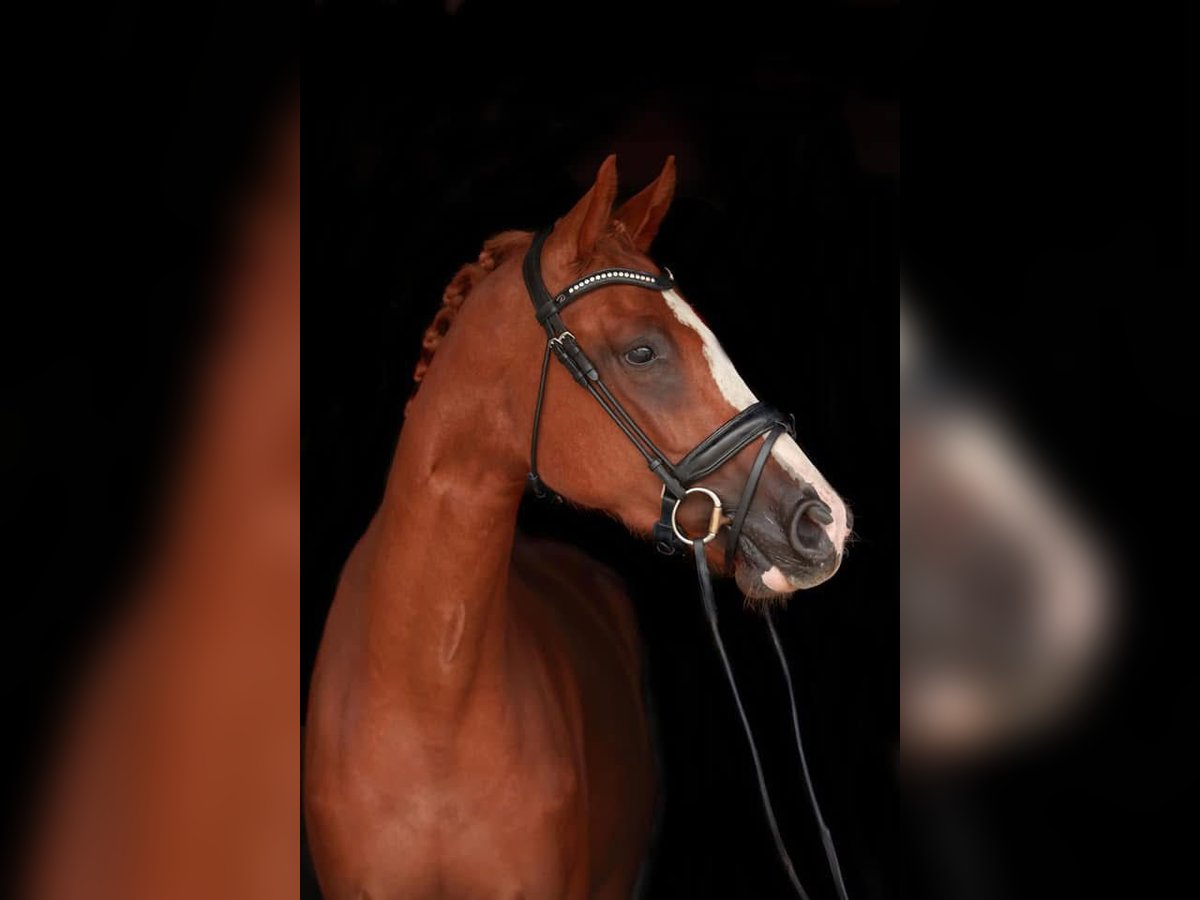 KWPN Mare 8 years 16,2 hh Sorrel in Mechelen