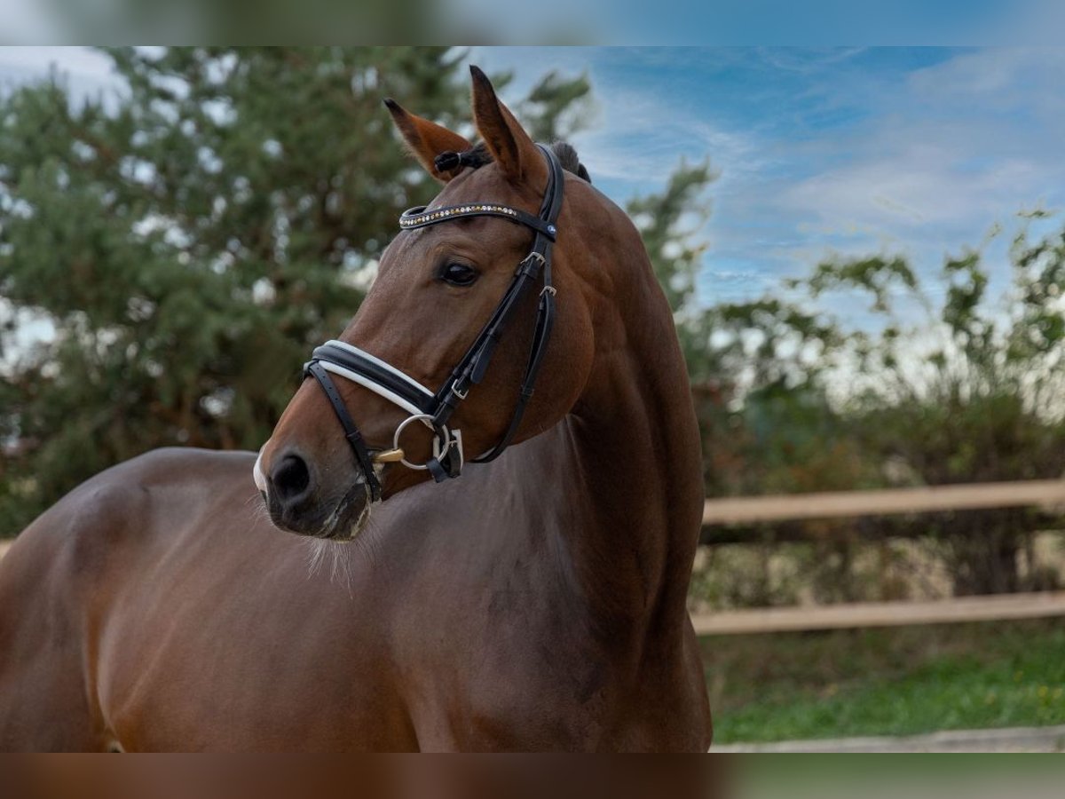 KWPN Mare 8 years 17,1 hh Smoky-Black in Gunzenhausen