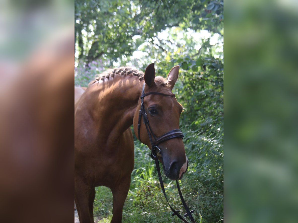 KWPN Mare 8 years 17 hh Chestnut-Red in Geratskirchen