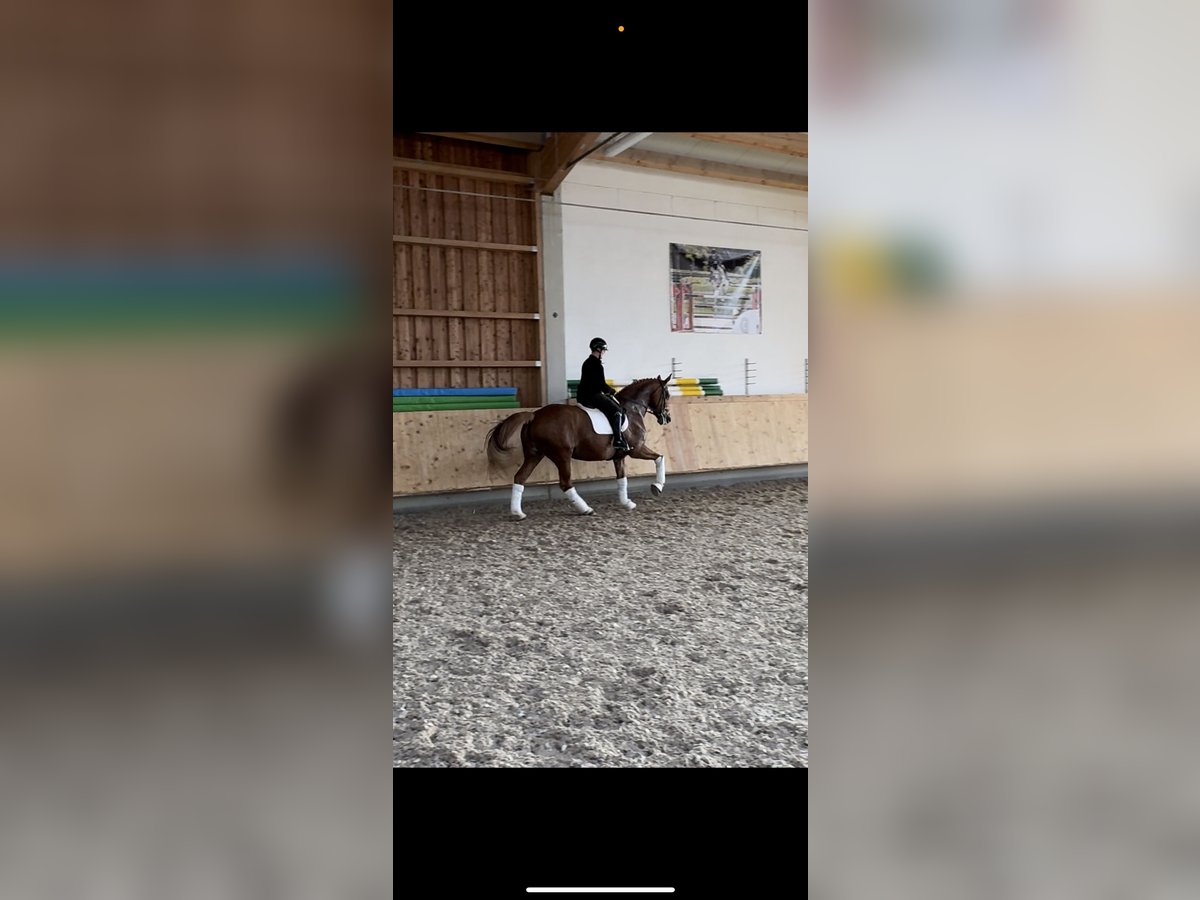 KWPN Mare 8 years 17 hh in Neu&#xF6;tting