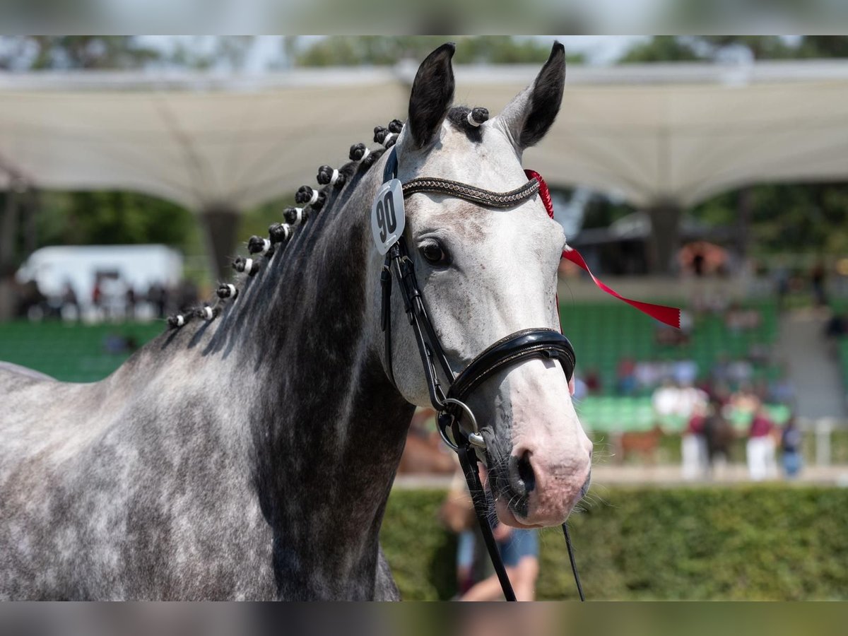 KWPN Mare 8 years 17,1 hh Grey-Fleabitten in Coswig KWPN Mare 8 years 17,1 hh Grey-Fleabitten in Coswig