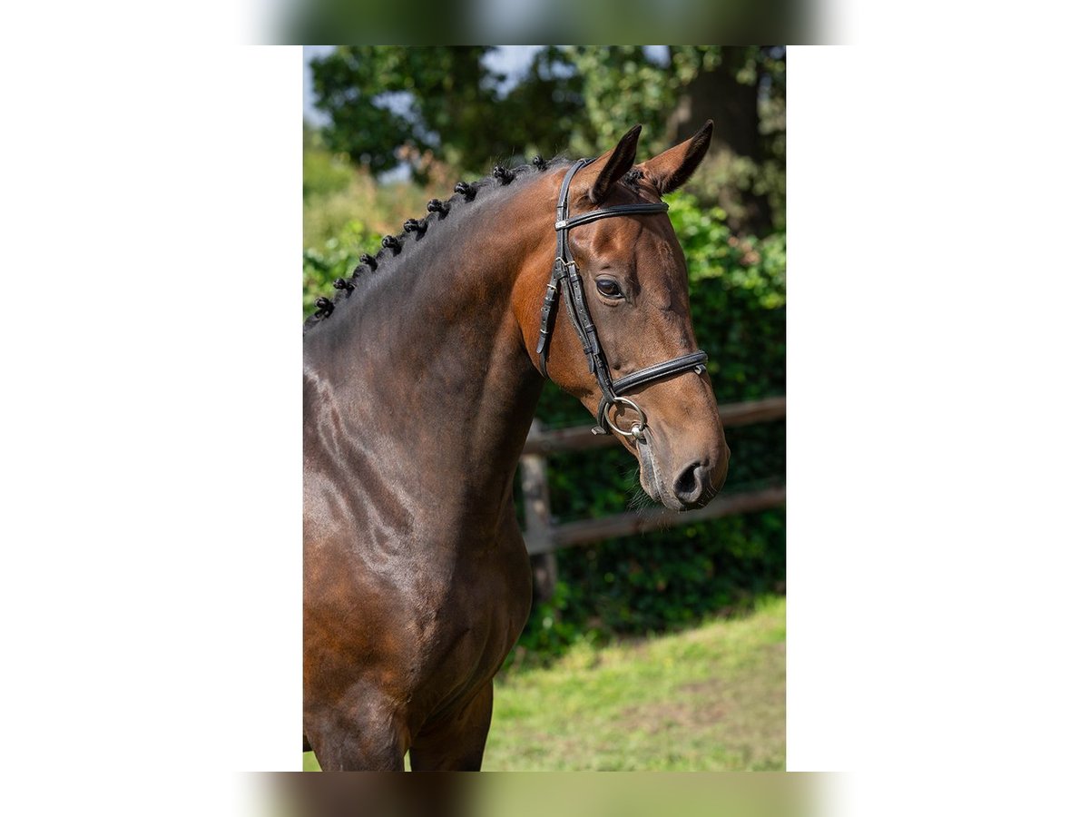 KWPN Mare 8 years in Heerde