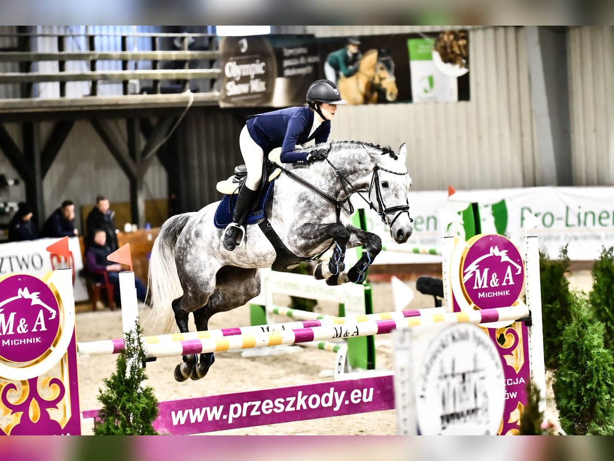 KWPN Mare 8 years Gray in Katowice