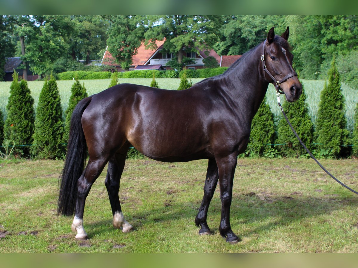 KWPN Mare 9 years 15,2 hh Smoky-Black in Wilsum