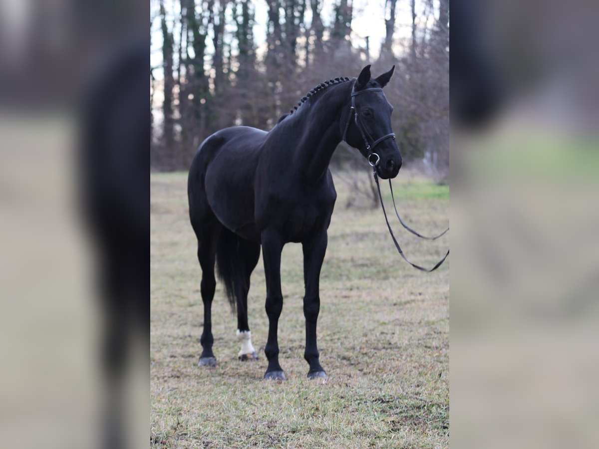 KWPN Mare 9 years 16,2 hh Bay-Dark in Gyula