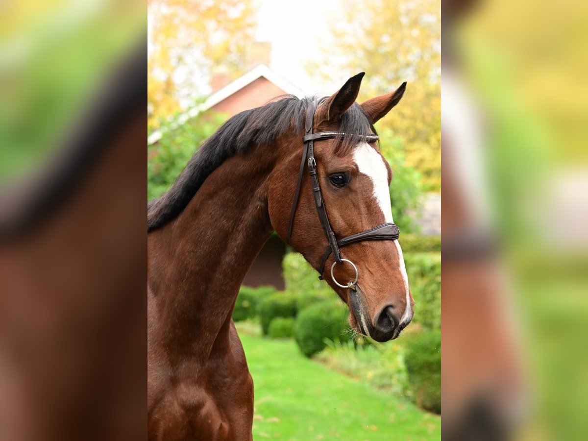 KWPN Mare 9 years 16,2 hh Brown in Bladel