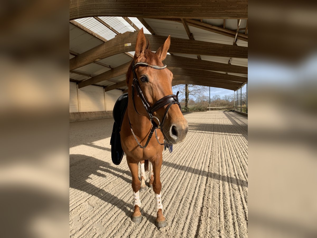 KWPN Mare 9 years 16,2 hh Chestnut-Red in Cuxhaven