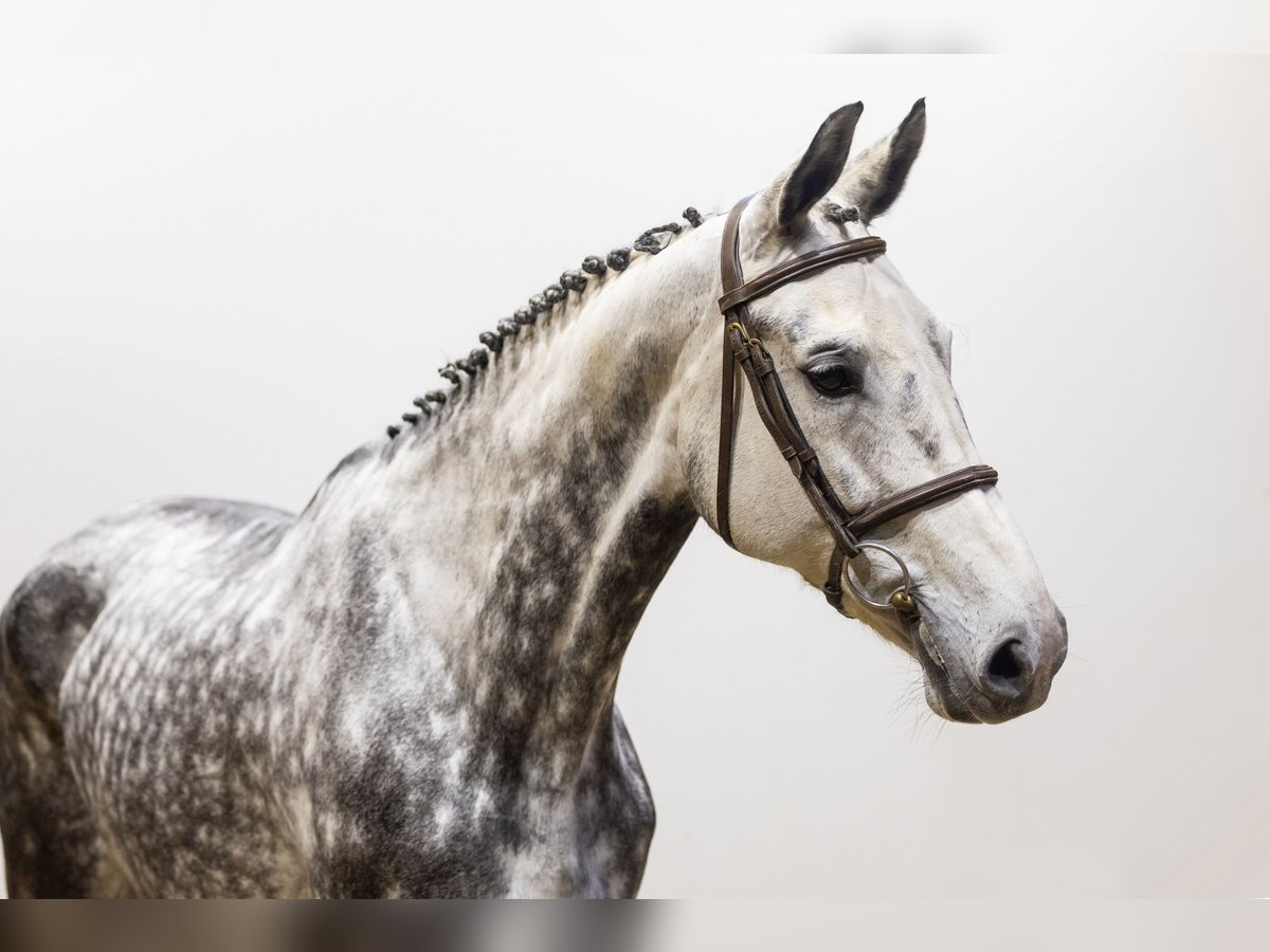 KWPN Mare 9 years 16,3 hh Gray in Waddinxveen