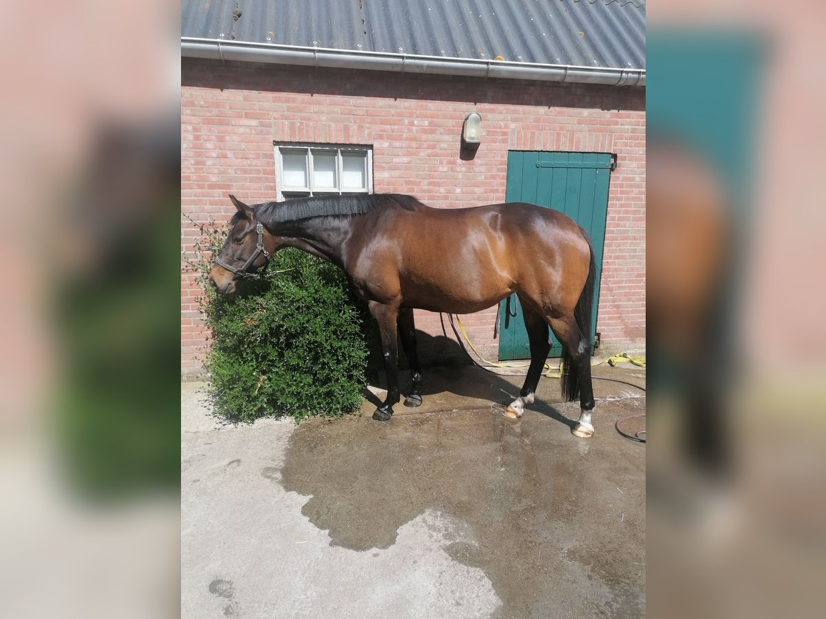 KWPN Mare 9 years 16 hh Bay-Dark in Huijbergen KWPN Mare 9 years 16 hh Bay-Dark in Huijbergen