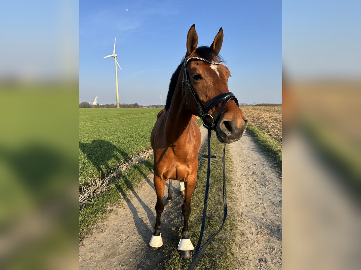 KWPN Mare 9 years 16 hh in Herten KWPN Mare 9 years 16 hh in Herten