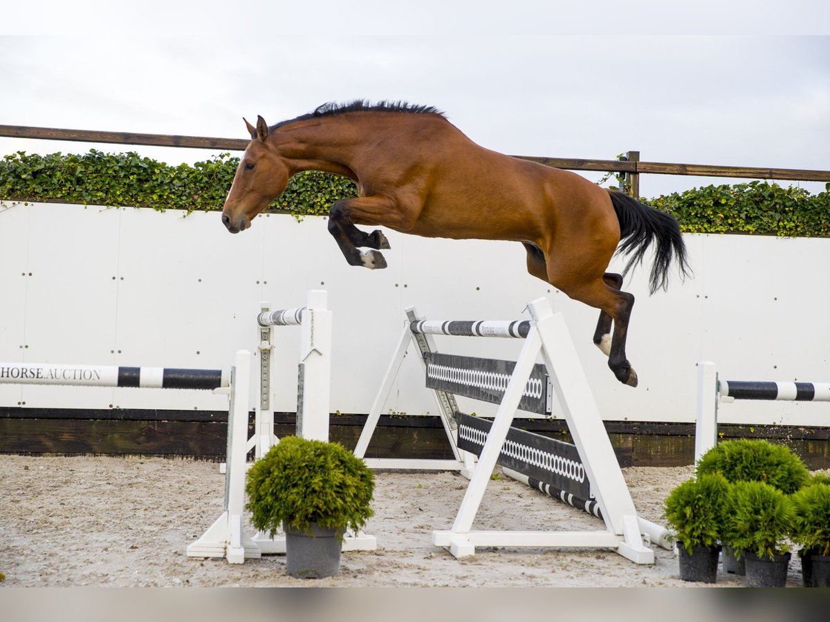 KWPN Mare 9 years 16,1 hh in Waddinxveen