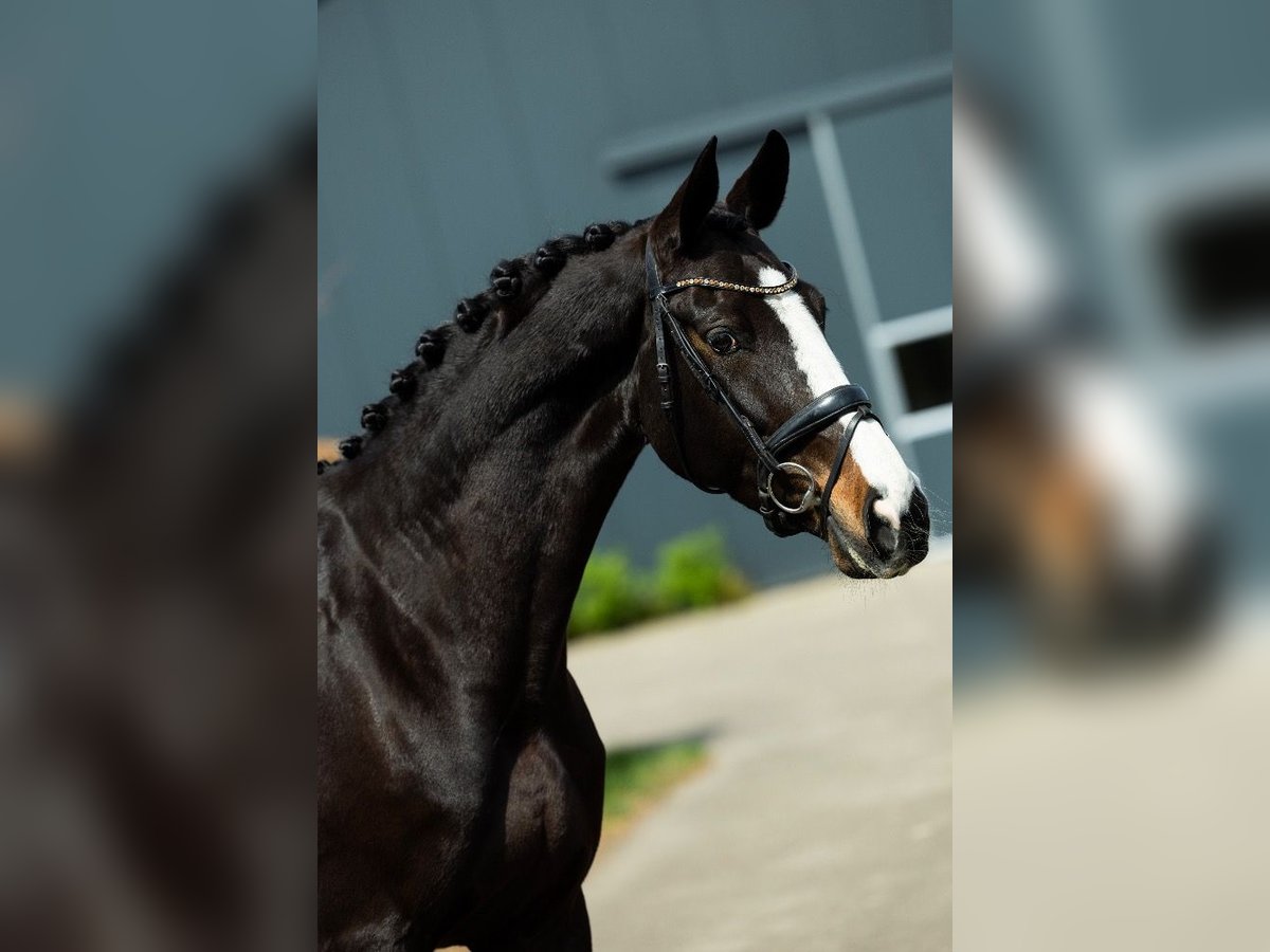 KWPN Mare 9 years 16,2 hh Bay-Dark in Handel