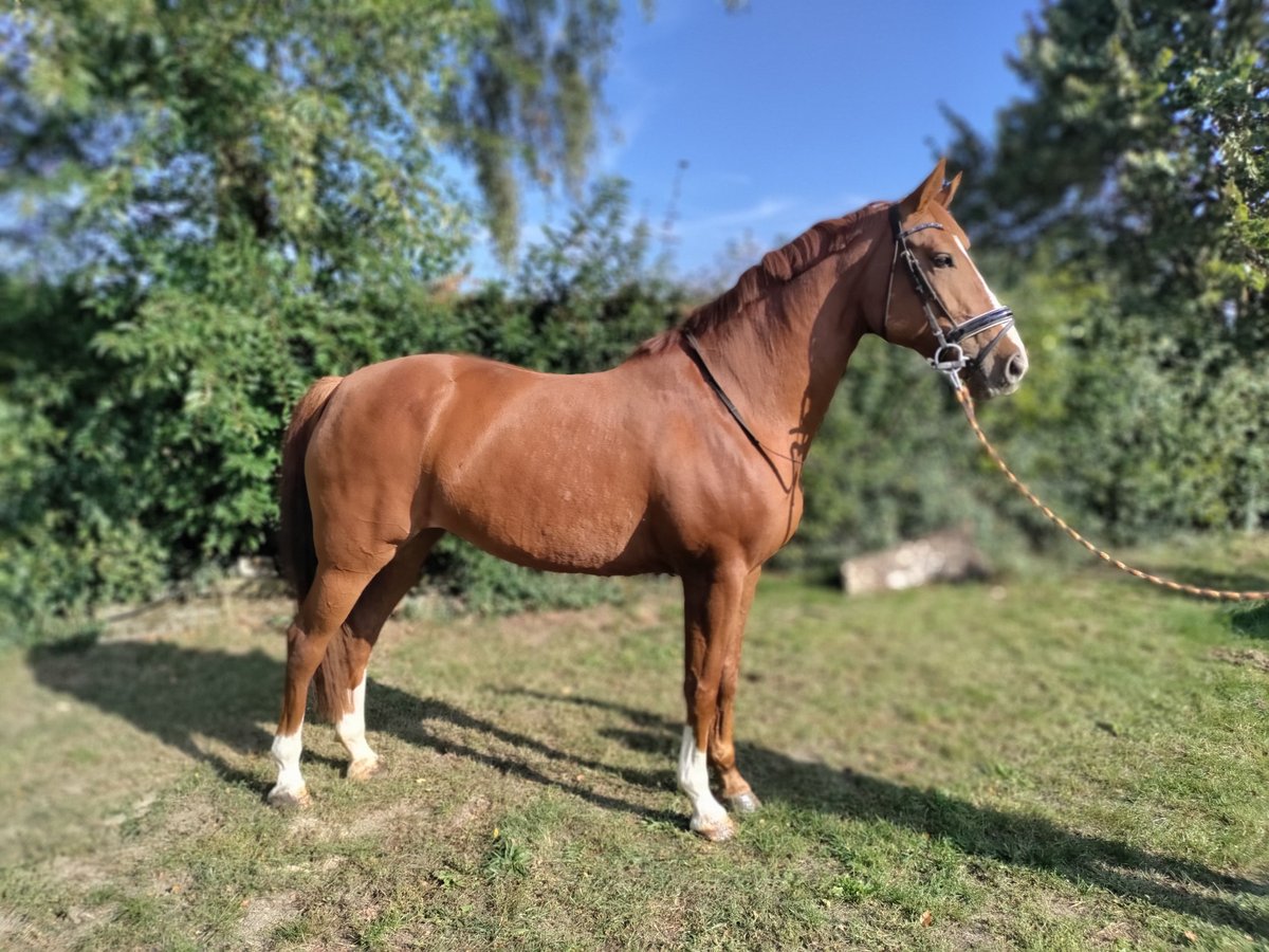 KWPN Mare 9 years 16,2 hh Chestnut-Red in GrathemGrathem