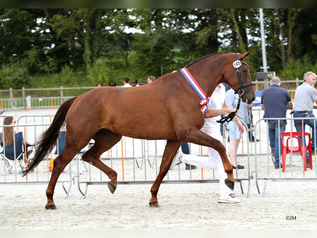 KWPN Mare 9 years 17,1 hh Chestnut-Red in Elim