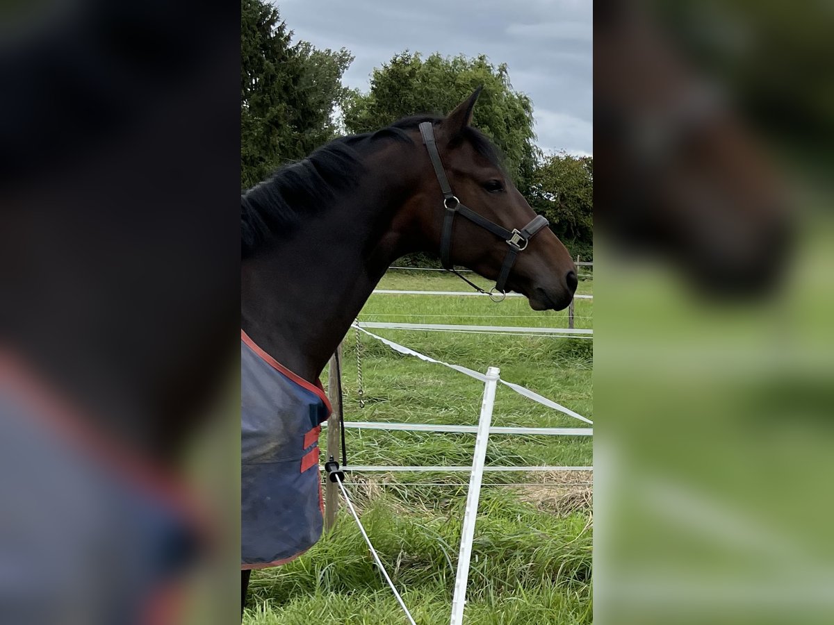 KWPN Mare 9 years 17 hh Bay-Dark in Frankfurt am Main