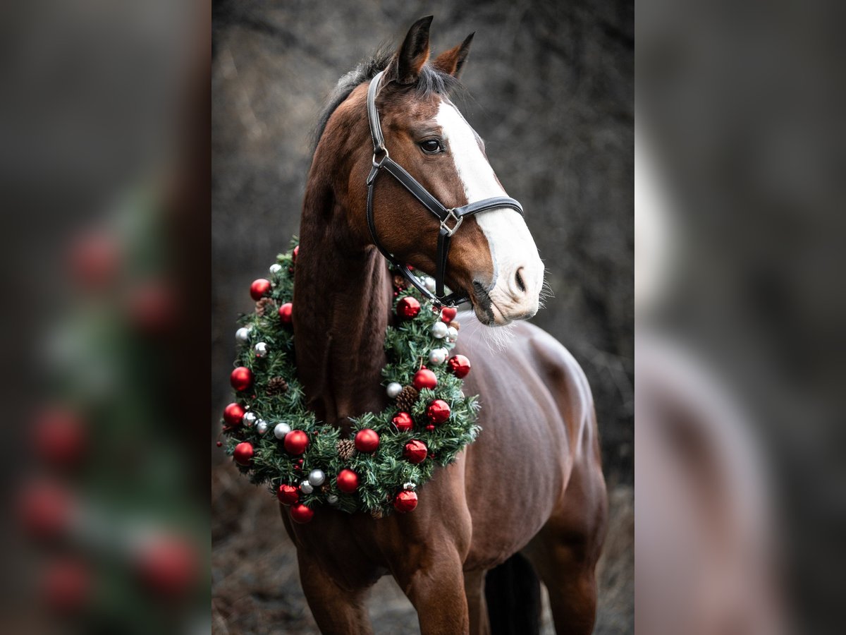 KWPN Mare 9 years 17 hh Brown in Üxheim KWPN Mare 9 years 17 hh Brown in Üxheim