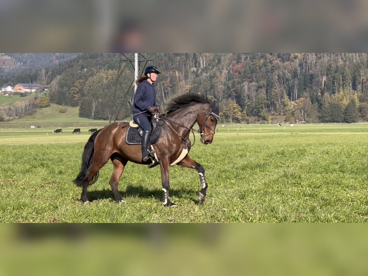 KWPN Mare 9 years 17 hh Brown in Schlins