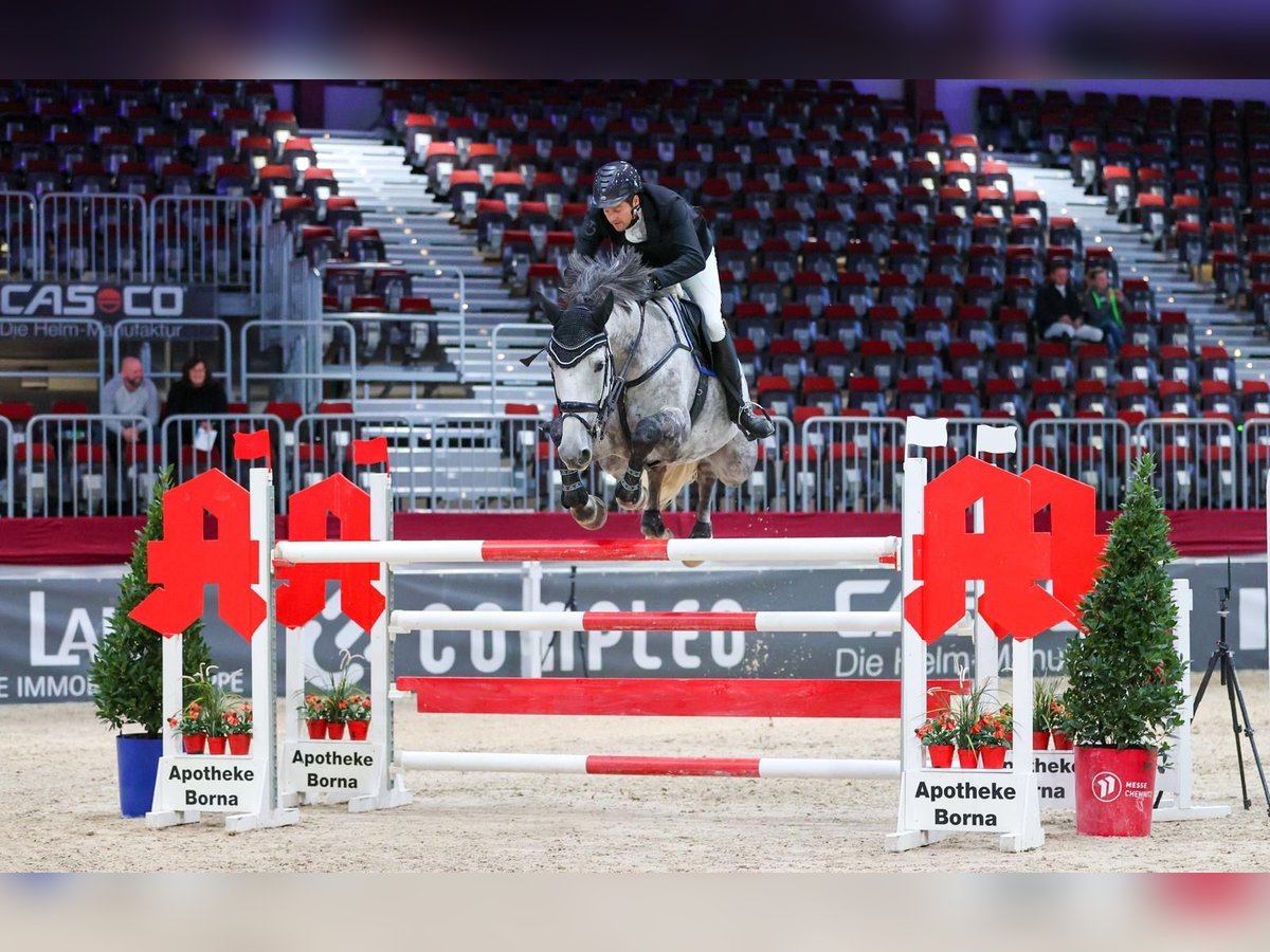 KWPN Mare 9 years 17,1 hh Grey-Fleabitten in Leisnig