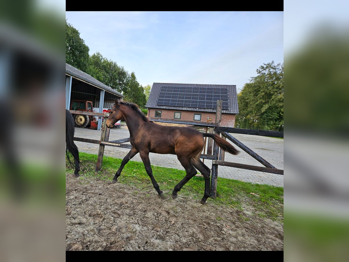 KWPN Mare Foal (05/2025) 12,2 hh Bay-Dark in Ruinerwold