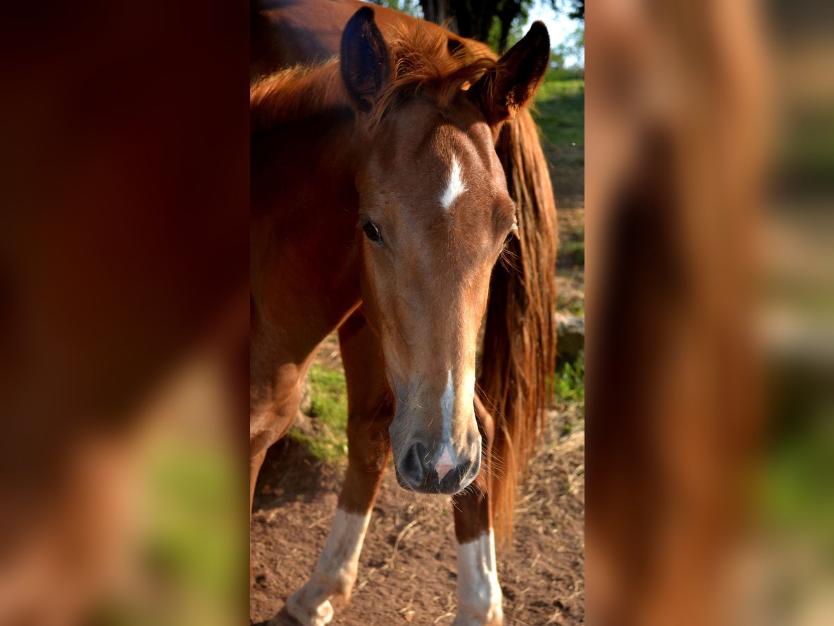 KWPN Mix Mare Foal (04/2024) 15,2 hh Chestnut-Red in Treffurt/ schnellmanshausen