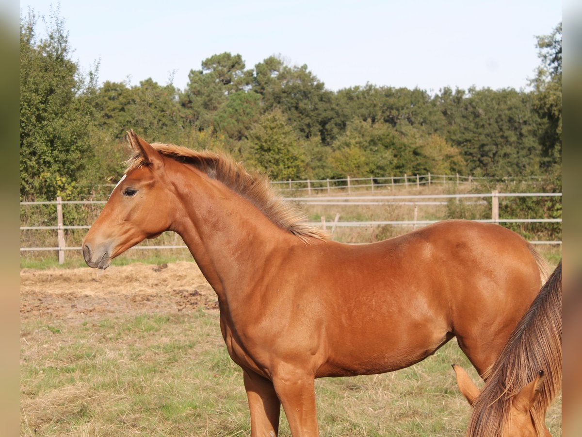 KWPN Mare  16,2 hh Brown in fraisse