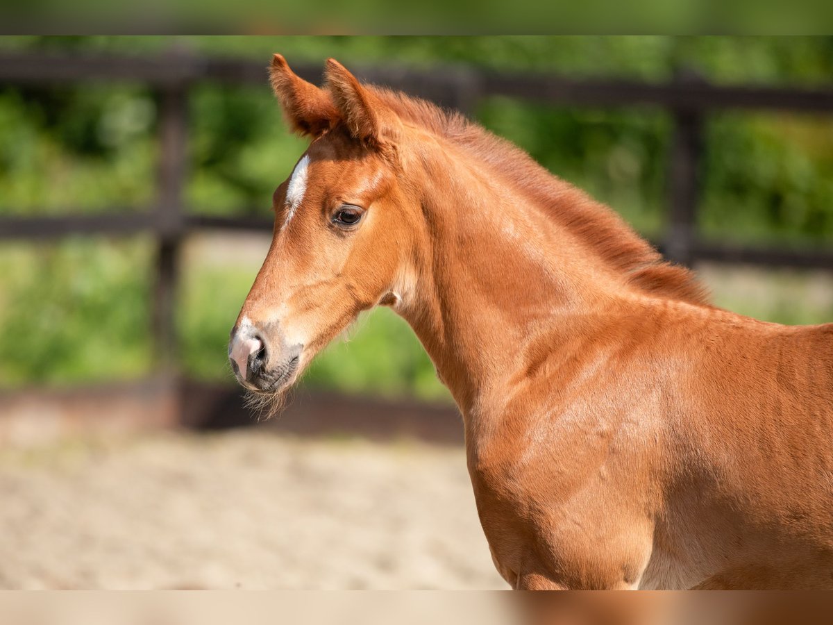 KWPN Mare Foal (04/2024) 16,2 hh Chestnut-Red in Wamel