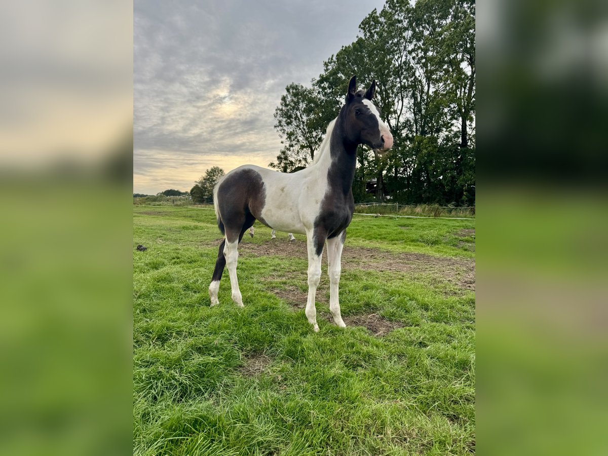 KWPN Mare Foal (04/2025) 16,1 hh Pinto in Rinsumageast