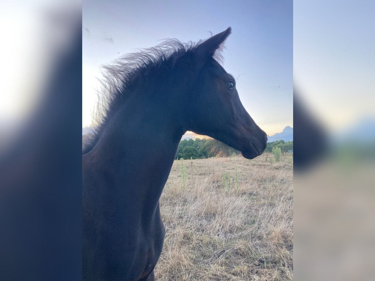 KWPN Mare Foal (05/2025) 16,2 hh Black in Overijse