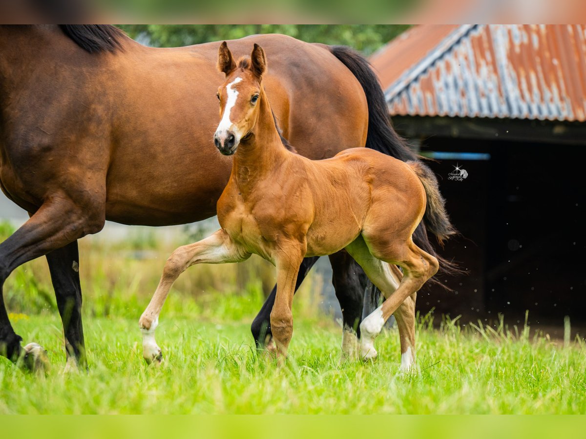KWPN Mare Foal (06/2025) 16,2 hh Brown in Woerden