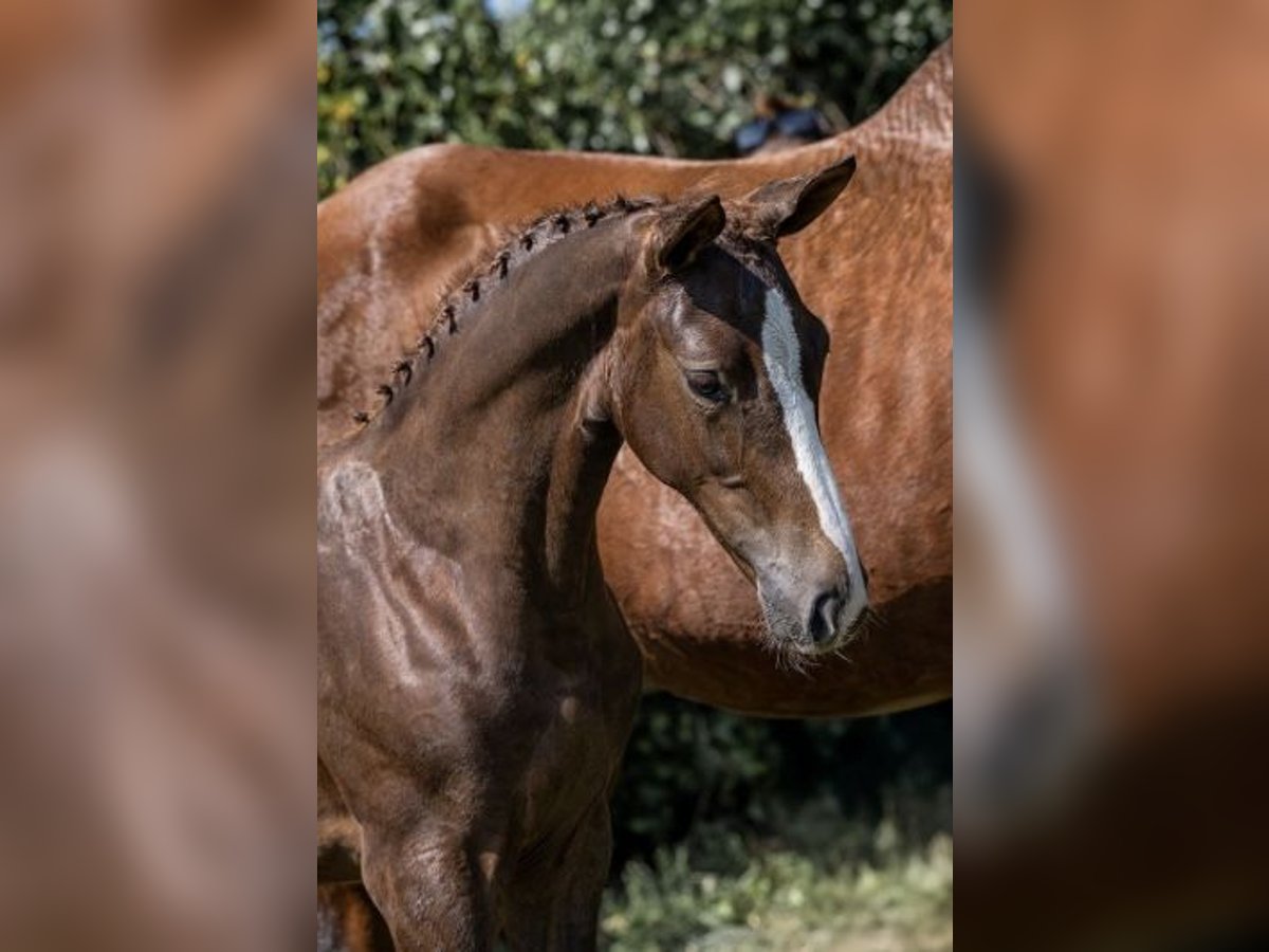 KWPN Mare Foal (03/2025) 16,2 hh Chestnut-Red in Herselt