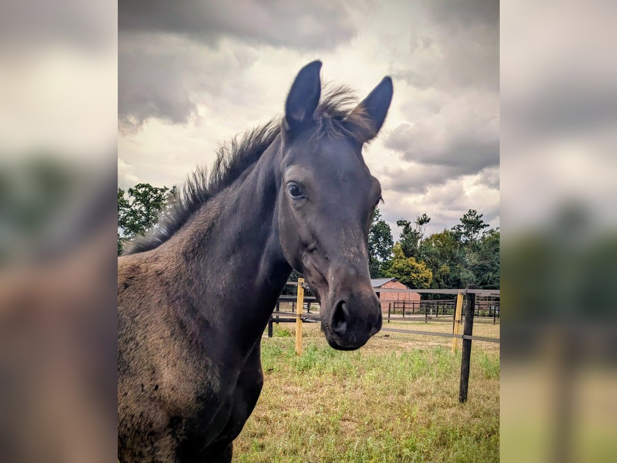KWPN Mare Foal (05/2025) 16,2 hh Smoky-Black in Wellerlooi