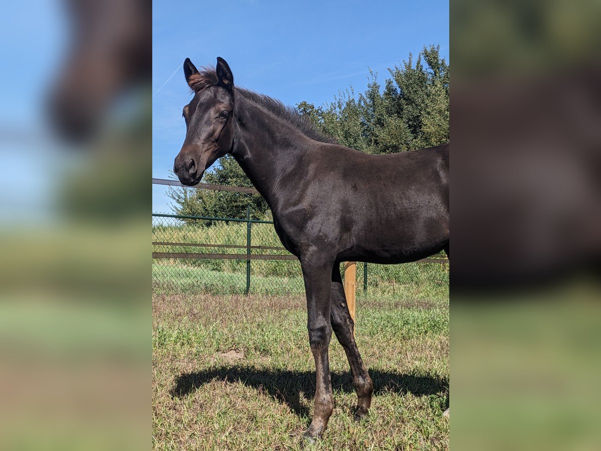 KWPN Mare Foal (05/2025) 16,2 hh Smoky-Black in Wellerlooi KWPN Mare Foal (05/2025) 16,2 hh Smoky-Black in Wellerlooi