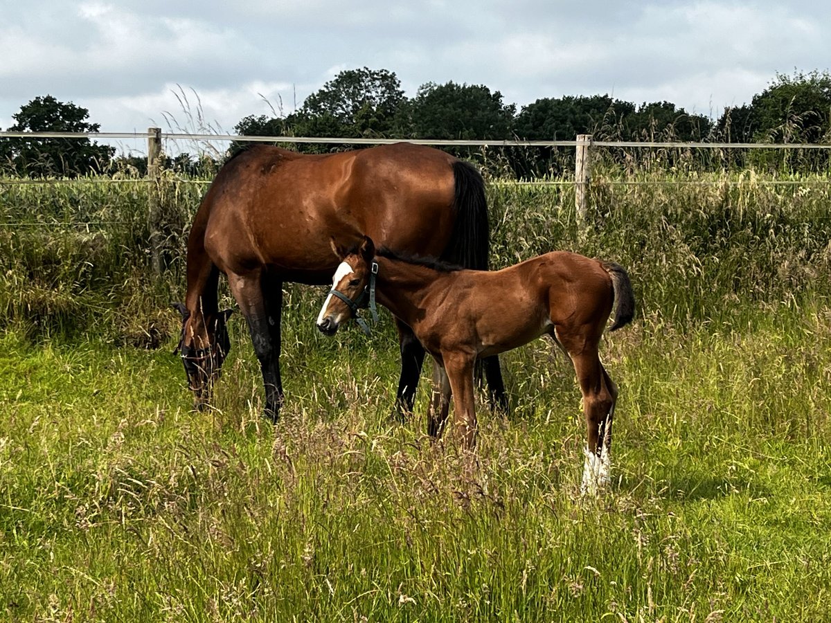 KWPN Mare  16,3 hh Brown in Ottersum