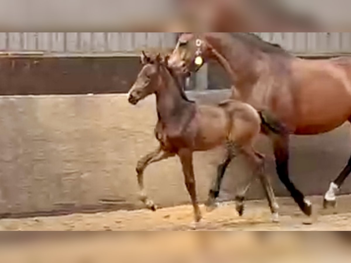KWPN Mare Foal (05/2025) Bay-Dark in Oldekerk