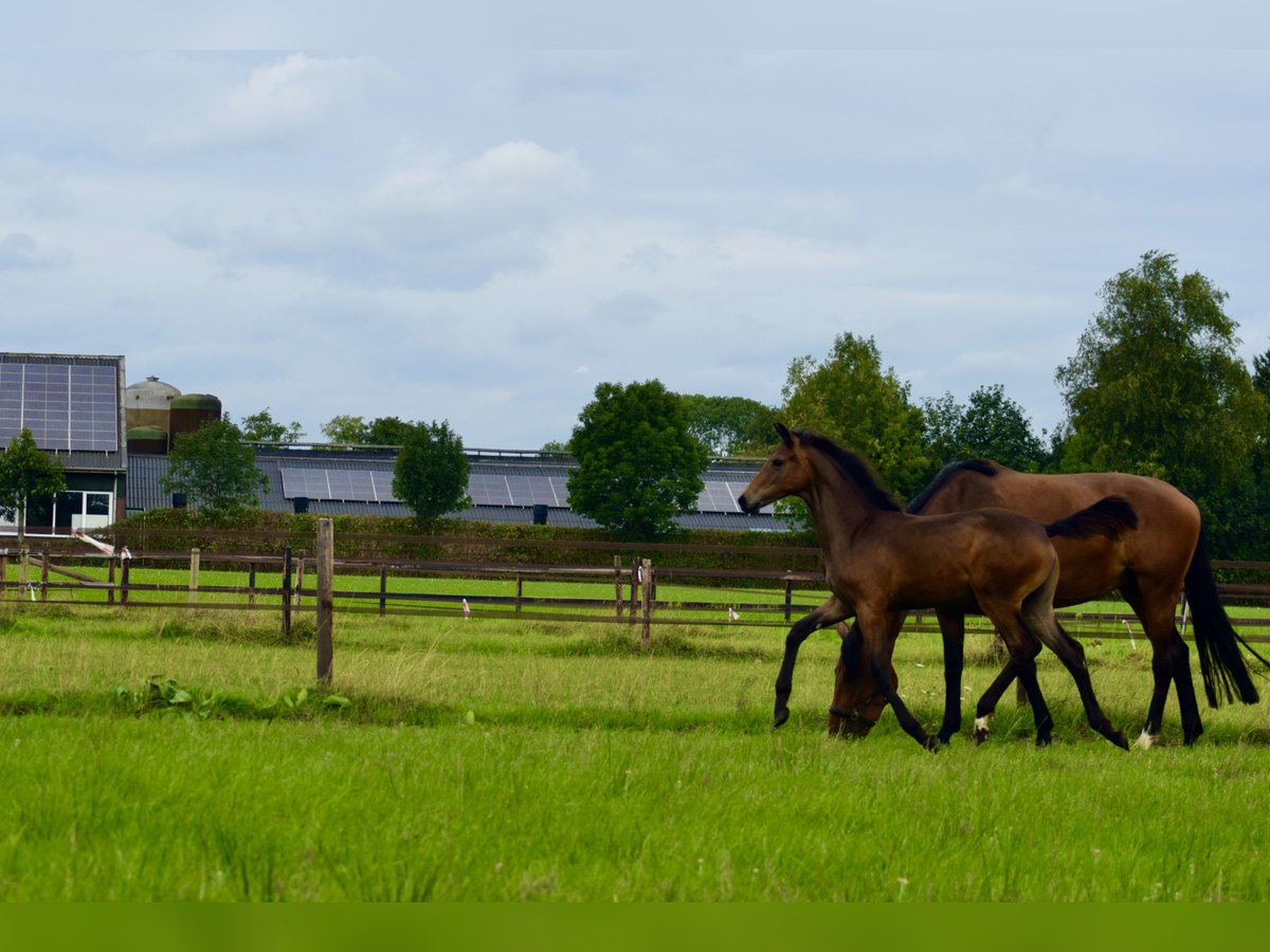 KWPN Mare Foal (03/2024) Bay-Dark in Schaijk