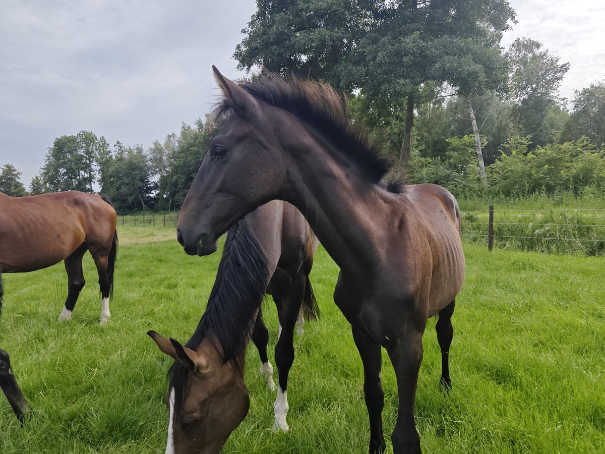 KWPN Mare Foal (01/2025) Bay-Dark in Wanneperveen