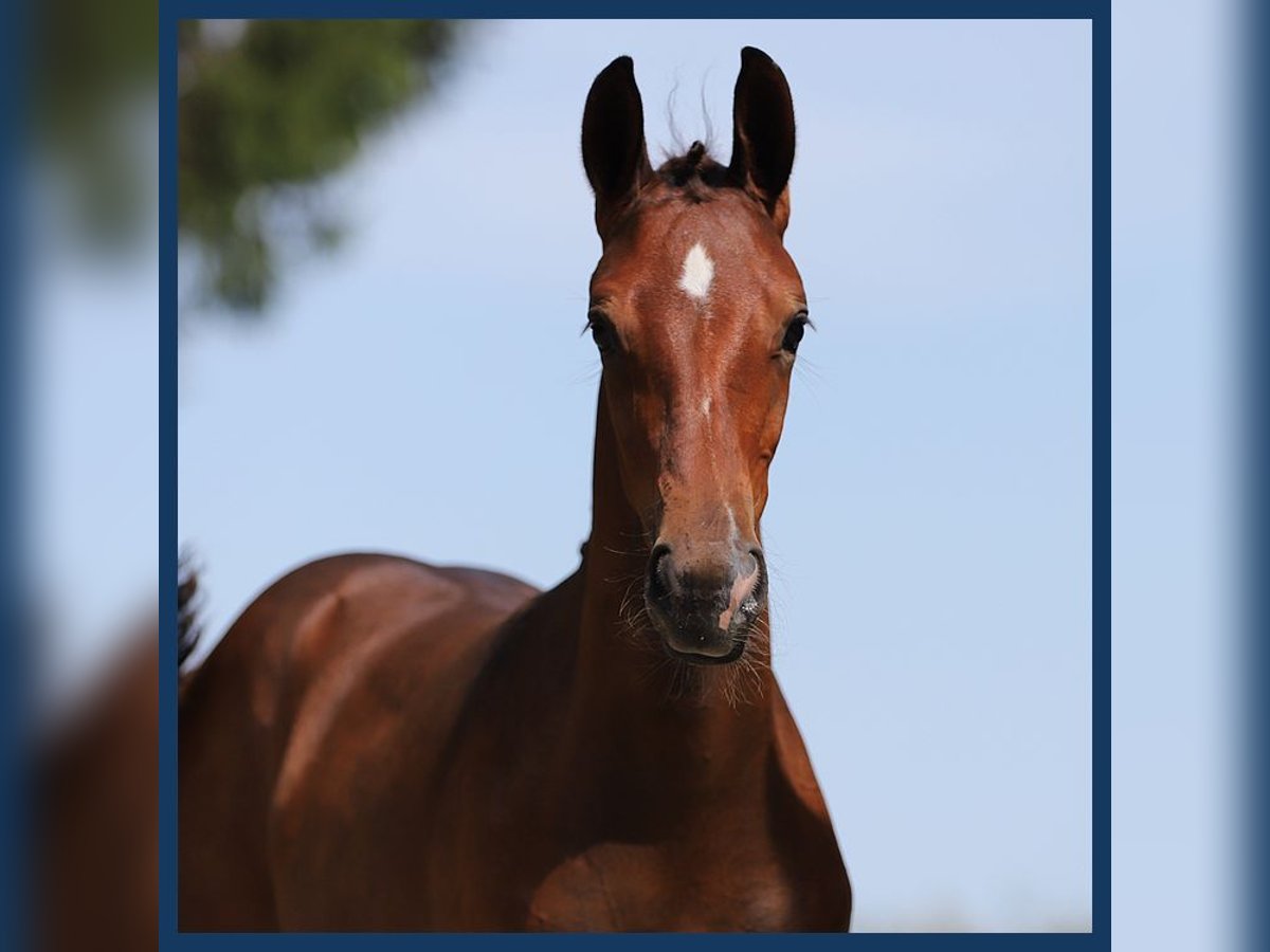 KWPN Mare Foal (04/2024) Bay-Dark in Gieten