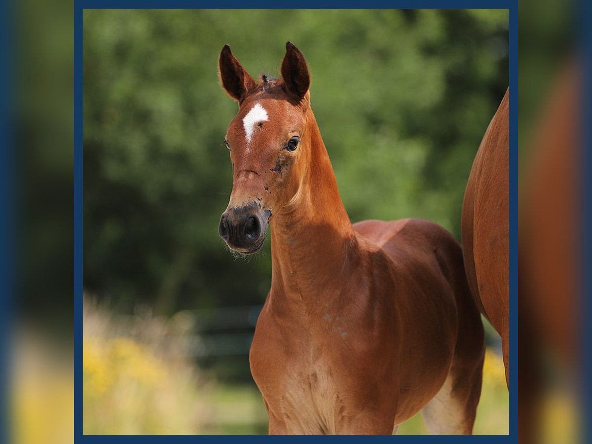 KWPN Mare Foal (06/2024) Bay-Dark in Gieten