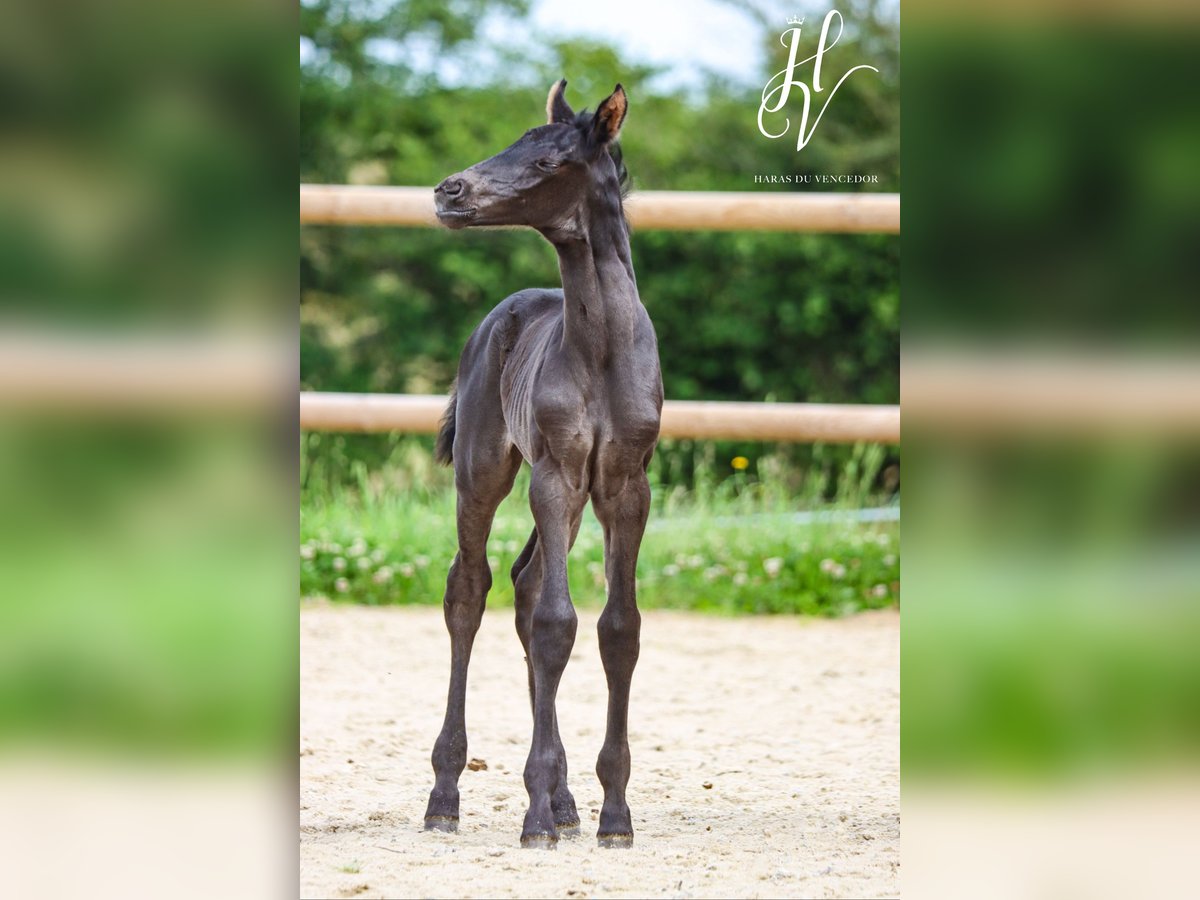 KWPN Mare  Black in Marly-sous-Issy