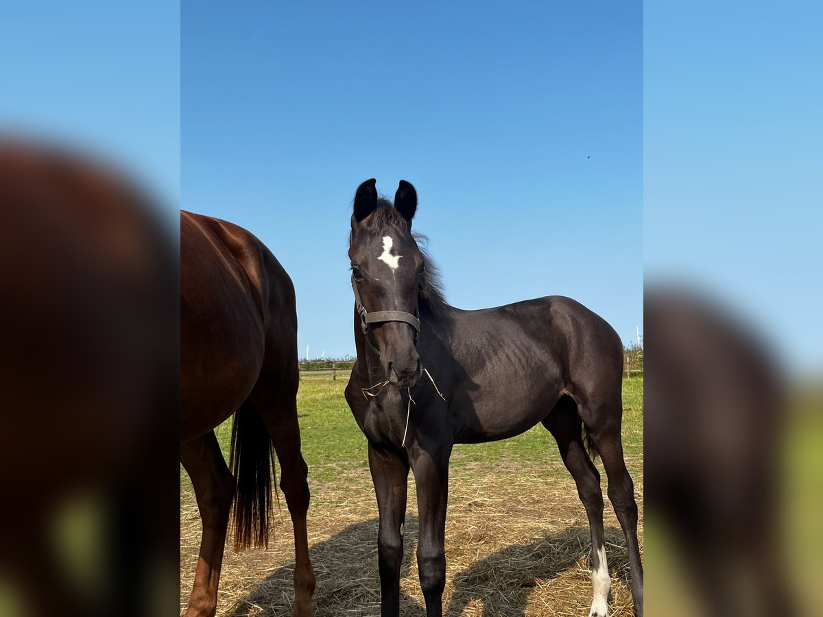 KWPN Mare Foal (04/2024) Black in Swifterbant