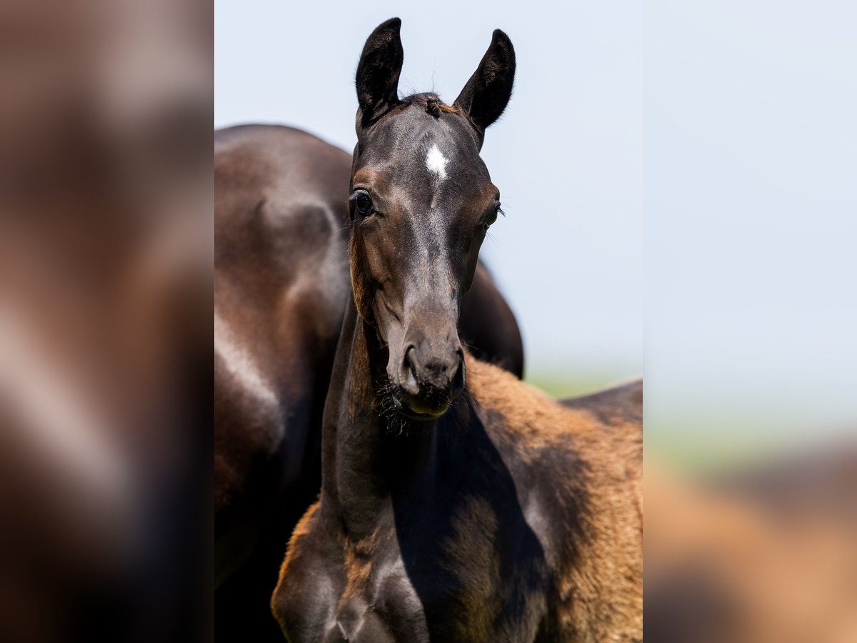 KWPN Mare Foal (01/2024) Black in Den Hout