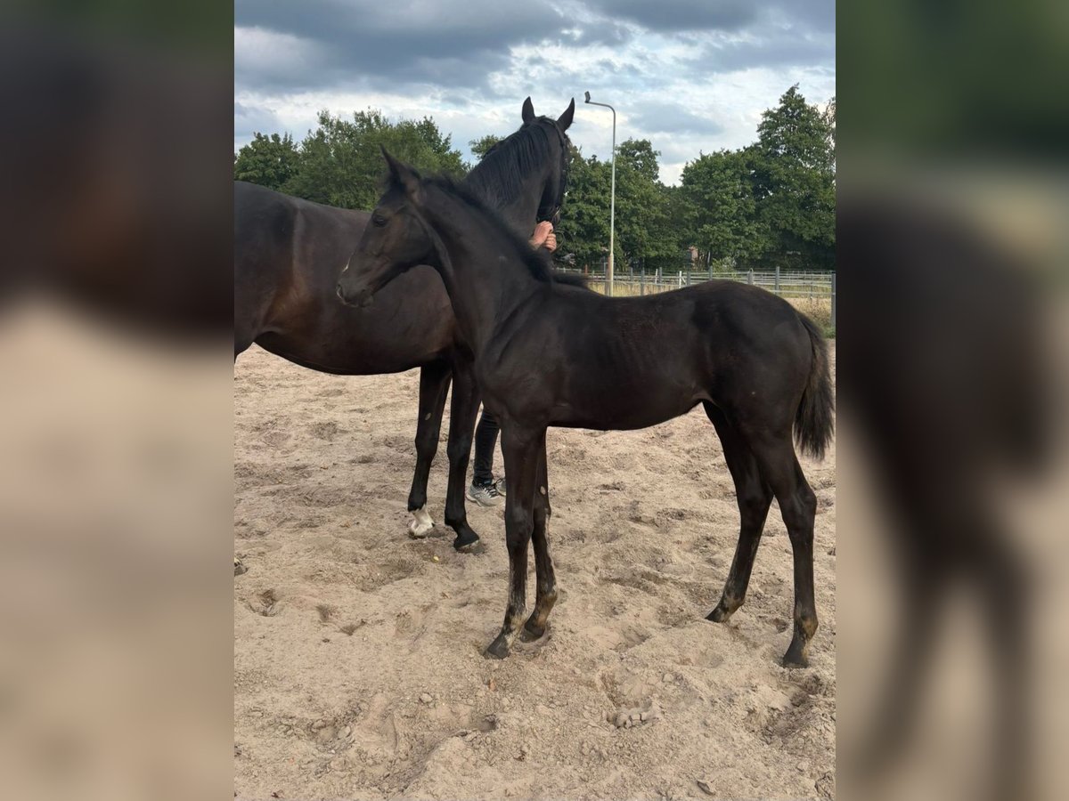 KWPN Mare Foal (04/2025) Black in Evertsoord