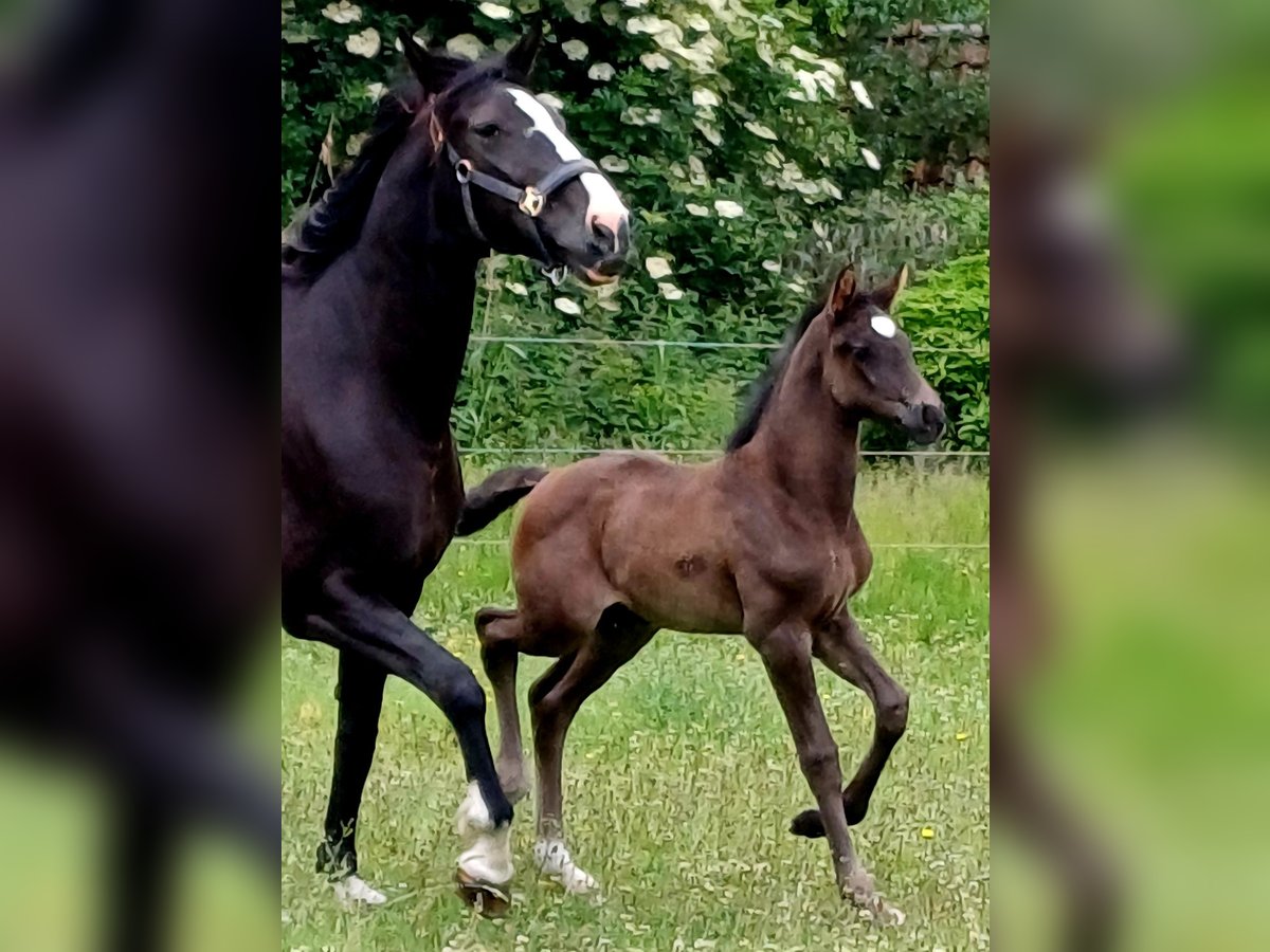 KWPN Mare  Black in zaffelare