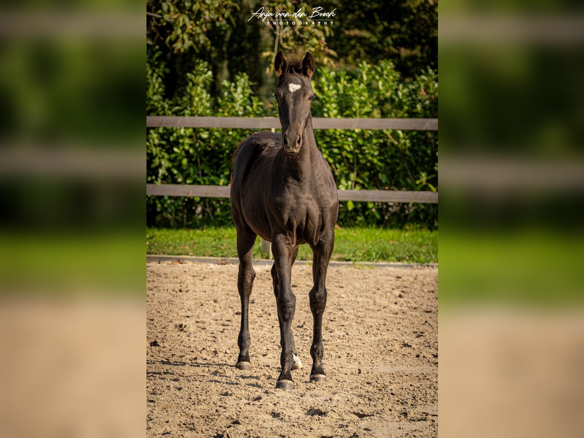 KWPN Mare Foal (05/2025) Black in Overloon