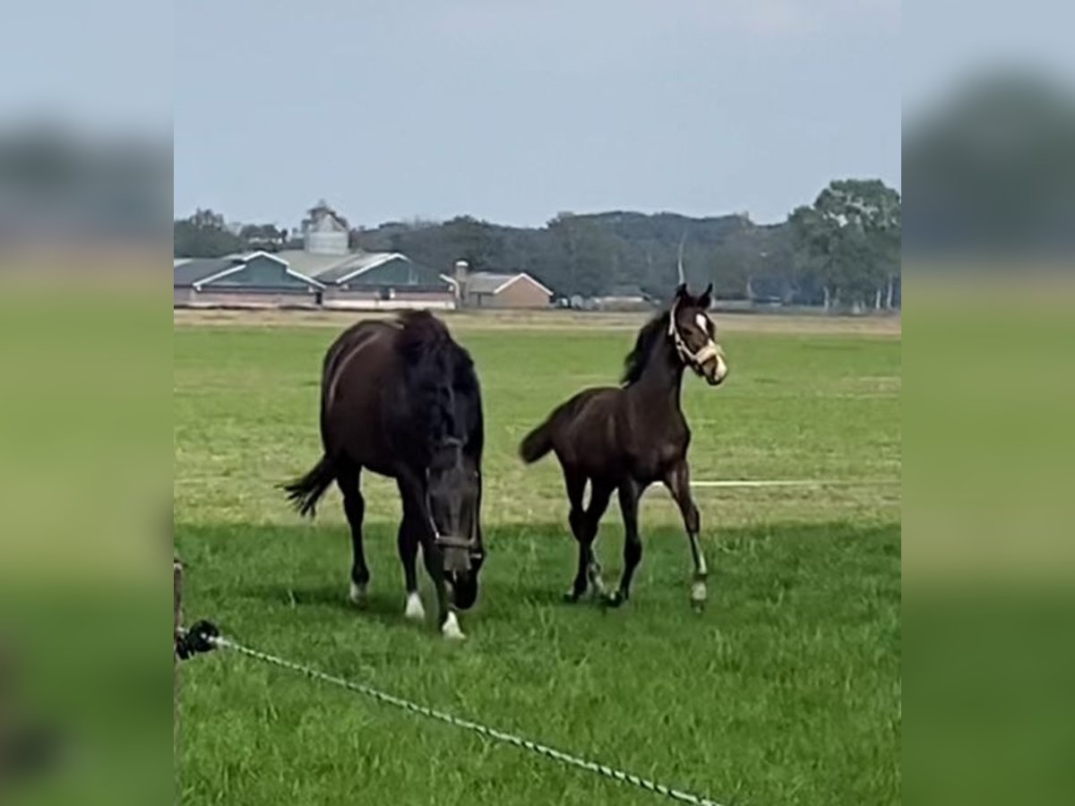 KWPN Mare Foal (06/2025) Brown in Berlicum